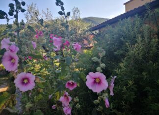 La mia gru – Parte II